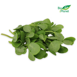 PORTULAKA ŚWIEŻA BIO (POLSKA) (około 100 g)