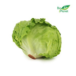 SAŁATA LODOWA ŚWIEŻA BIO (około 0,35 kg)